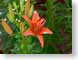 FJS0405tigerLily.jpg Flora Flora - Flower Blossoms green orange lily lilly lilies lillies