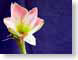 FJS0412amaryllis.jpg Flora Flora - Flower Blossoms purple lavendar lavender closeup close up macro zoom photography
