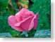 FJS04rosebud.jpg Flora Flora - Flower Blossoms green pink