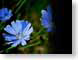 FJS05chicory.jpg Flora Flora - Flower Blossoms purple lavendar lavender black blue