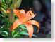 FJS060612tiger.jpg Flora - Flower Blossoms closeup close up macro zoom photography orange