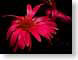 FJS060902gerbera.jpg Flora - Flower Blossoms closeup close up macro zoom photography red black