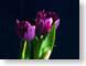 FJS0703Tulips.jpg Flora - Flower Blossoms closeup close up macro zoom photography dark