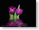 FJS0703springTu.jpg Flora - Flower Blossoms photography computer generated images cgi black ripples