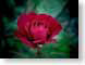 FJS07Rose.jpg Flora Flora - Flower Blossoms red