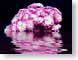 FJS0812VChrysan.jpg Flora - Flower Blossoms photography closeup close up macro zoom black purple lavendar lavender water reflections mirrors