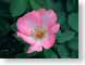 FJS08Rose.jpg Flora Flora - Flower Blossoms leaves leafs green pink