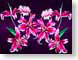 FJS1001Stargazer.jpg Flora - Flower Blossoms pink photography