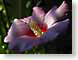 FJS1roseOfSharon.jpg Flora Flora - Flower Blossoms
