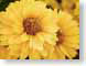 FJS200307Daisy.jpg Flora Flora - Flower Blossoms yellow closeup close up macro zoom photography