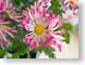 FJS200402mums.jpg Flora Flora - Flower Blossoms leaves leafs yellow green pink