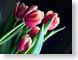 FJS200402tulips.jpg Flora Flora - Flower Blossoms black green red