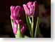 FJS200405tulips.jpg Flora Flora - Flower Blossoms purple lavendar lavender black dark spring