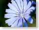 FJS200407Chicory.jpg Flora Flora - Flower Blossoms closeup close up macro zoom blue photography