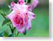 FJS200407roses.jpg Flora Flora - Flower Blossoms green closeup close up macro zoom pink photography