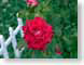 FJS200407wetRose.jpg Flora water Flora - Flower Blossoms green closeup close up macro zoom photography
