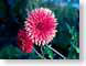 FJS200410Dahlia.jpg Flora Flora - Flower Blossoms closeup close up macro zoom pink photography