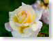 FJS200410Yellow.jpg Flora white Flora - Flower Blossoms closeup close up macro zoom photography