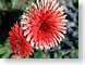 FJS200411dahlia.jpg Flora Flora - Flower Blossoms closeup close up macro zoom red photography