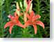 FJS200501tiger.jpg Flora Flora - Flower Blossoms closeup close up macro zoom photography