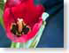 FJS200501tulip.jpg Flora Flora - Flower Blossoms closeup close up macro zoom blue red