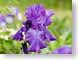 FJS200505iris.jpg Flora Flora - Flower Blossoms purple lavendar lavender closeup close up macro zoom photography