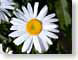 FJS200506daisy.jpg Flora white Flora - Flower Blossoms yellow closeup close up macro zoom photography