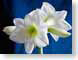 FJS200508amaryll.jpg Flora white Flora - Flower Blossoms closeup close up macro zoom blue photography