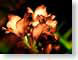 FJS200509gladiol.jpg Flora Flora - Flower Blossoms closeup close up macro zoom photography