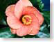 FJS200510hibis.jpg Flora Flora - Flower Blossoms green closeup close up macro zoom orange photography