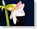 FJS200512appAmar.jpg Flora Flora - Flower Blossoms closeup close up macro zoom blue pink photography