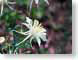 FJS2005columbine.jpg Flora white Flora - Flower Blossoms closeup close up macro zoom photography