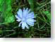 FJS200601chicory.jpg Flora Flora - Flower Blossoms closeup close up macro zoom blue photography