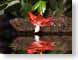 FJS200602Cactus.jpg Flora Flora - Flower Blossoms reflections mirrors red