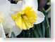FJS200604daffodi.jpg Flora white Flora - Flower Blossoms yellow closeup close up macro zoom photography