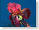 FJS200605iris.jpg Flora - Flower Blossoms photography closeup close up macro zoom blue red