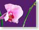 FJS200609Orchid.jpg Flora - Flower Blossoms closeup close up macro zoom purple lavendar lavender pink photography