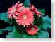 FJS200701gerbera.jpg Flora - Flower Blossoms green closeup close up macro zoom photography