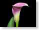 FJS200703calla.jpg Flora - Flower Blossoms purple lavendar lavender black closeup close up macro zoom photography