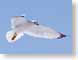 FJS200703gull.jpg Fauna birds avian animals blue photography