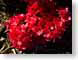FJS200705azalea.jpg Flora - Flower Blossoms closeup close up macro zoom red photography