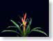 FJS200705guzmani.jpg Flora - Flower Blossoms photography black leaves leafs green red