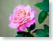 FJS2007062rose.jpg Flora - Flower Blossoms photography closeup close up macro zoom