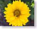 FJS200706daisy.jpg Flora - Flower Blossoms closeup close up macro zoom photography yellow