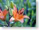 FJS200706tiger.jpg Flora - Flower Blossoms photography closeup close up macro zoom orange green