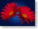 FJS200707gerbera.jpg Flora - Flower Blossoms closeup close up macro zoom blue red photography