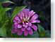 FJS200709Flora.jpg Flora - Flower Blossoms photography closeup close up macro zoom purple lavendar lavender green