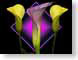 FJS200710calla.jpg Flora - Flower Blossoms photography closeup close up macro zoom yellow purple lavendar lavender