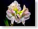 FJS200711Amaryls.jpg Flora - Flower Blossoms yellow black closeup close up macro zoom pink photography