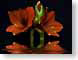FJS200711amigo.jpg Flora black green closeup close up macro zoom red photography